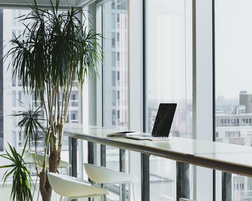 Indoor plants bringing calm to workspace